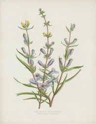 Le Pentstemon Azur, Pentstemon Azureus